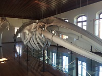 Музей Рыбалки, Сантос, Бразилия