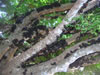 Ягоды жабутикабы растут прямо на стволе