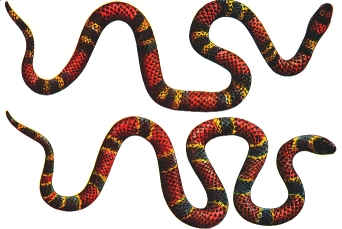 coralsnake.jpg