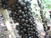 ягоды жабутикабы на стволе дерева