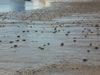 Крабы на побережье океана в Марарьяне, Бразилия
