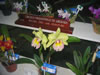 Brazilian orchids