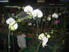 Orquideas do Brasil