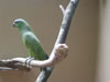 Foz do Iguaco, parque das aves