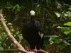 Бразилия, парк птиц в Фоз ду Игуасу