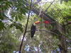 Бразилия, парк птиц в Фоз ду Игуасу