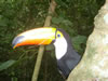 Brasil, the Propical birds park, Foz do Iguaco, Parana