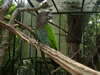 Brasil, the Propical birds park, Foz do Iguaco, Parana
