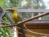 Птицы бразилии, brasilian birds, aves do Brasil