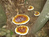 Гиганские грибы на деревьях - часть тропического парка