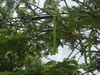 Необычное амзонское дерево с плодами, похожими на колбасу